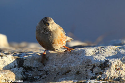 Prunella collaris (alpine accentor-sordone)