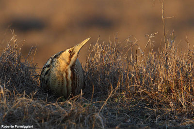 Botaurus stellaris (bittern-tarabuso)