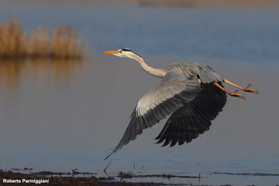 Ardea cinerea (common heron-airone cenerino)