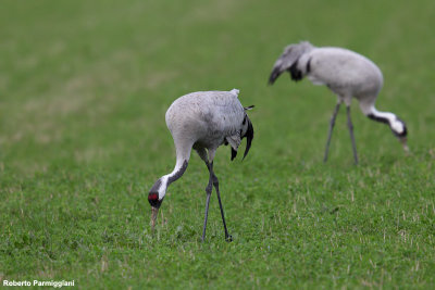 Grus grus (common crane - gru)