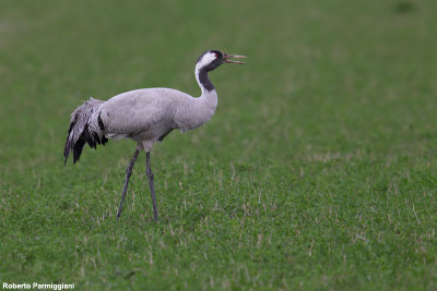Grus grus (common crane - gru)