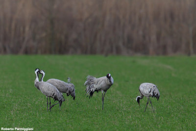 Grus grus (common crane - gru)