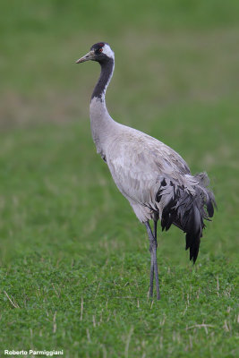 Grus grus (common crane - gru)