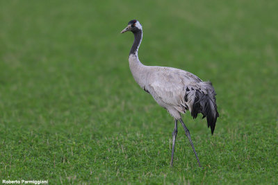 Grus grus (common crane - gru)