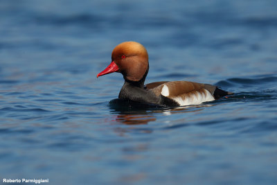 Netta rufina (red crested pochard - fistione turco)