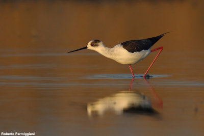 Himantopus himantopus (black winged stilt-cavaliere d'Italia)