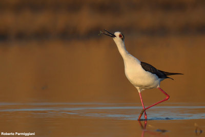 Himantopus himantopus (black winged stilt-cavaliere d'Italia)