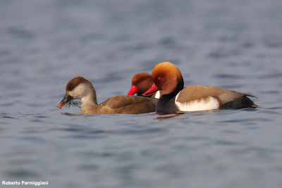 Netta rufina (red crested pochard - fistione turco)