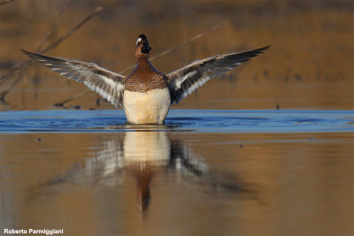 Anas querquedula (garganey-marzaiola)