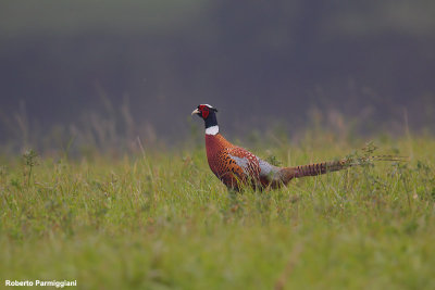 Phasianus colchicus(pheasant-fagiano comune)