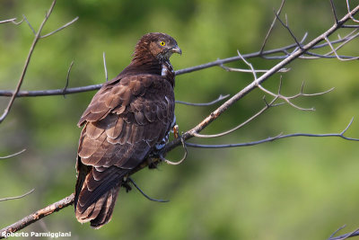 Pernis apivorus(Honey buzzard-Falco pecchiaiolo)