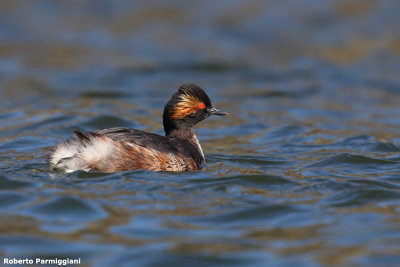 Podiceps_nigricollis (Black necked grebe-svasso piccolo)