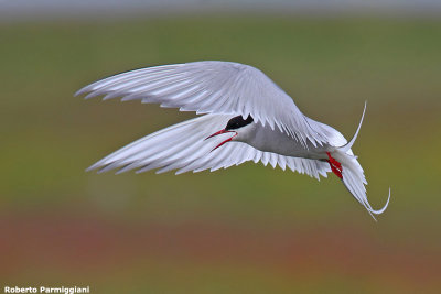 Sterna paradisaea (arctic tern - sterna artica)