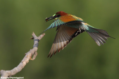 Merops apiaster (bee eater-gruccione)