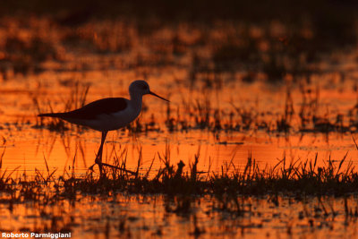 Himantopus himantopus (black winged stilt-cavaliere d'Italia)