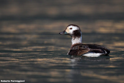 Clangula hyemalis (long tailed duck - moretta codona)