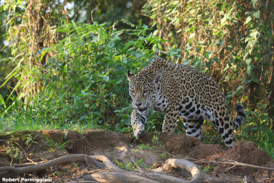 Phantera onca (jaguar - giaguaro)