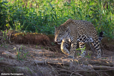 Phantera onca (jaguar - giaguaro)