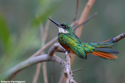Galbula ruficauda (rufous tailed jacamar - jacamar)