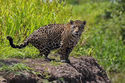 Phantera onca (jaguar - giaguaro)