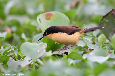 Donacobius atricapilla (black capped donacobius - scricciolo mimo)