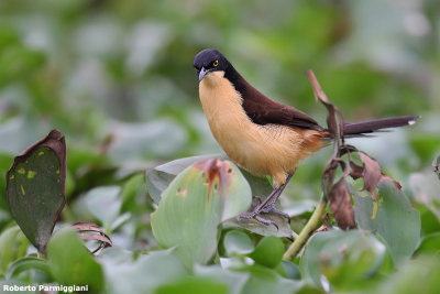 Donacobius atricapilla (black capped donacobius - scricciolo mimo)