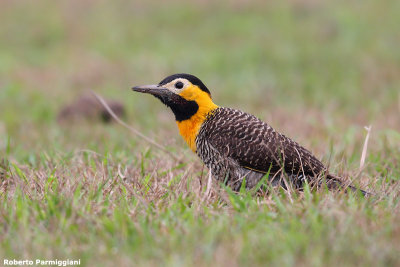 Colaptes campestris (campo flicker - carpintero campestre)