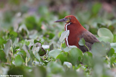 Tigrisoma lineatum (rufescent tiger heron - airone tigre