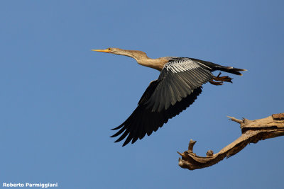 Anhinga anhinga (anhinga - aninga)