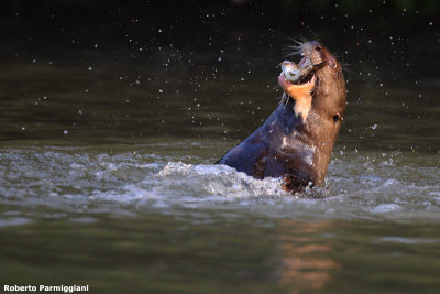 Pteronura brasiliensis (gint otter - lontra gigante)