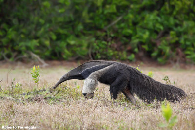 Myrmecophaga tridactyla (giaan anteater - formichiere gigante)