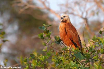 Busareullus nigricollis (black collared hawk - falco dal collare nero)