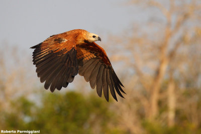 Busareullus nigricollis (black collared hawk - falco dal collare nero)