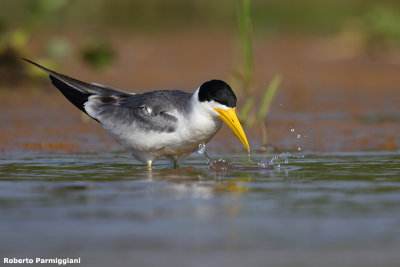 Phaetusa simplex (large bolled tern - sterna beccogrosso)