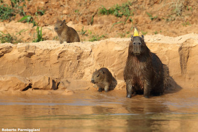 Hydrochoerus hydrochaeris (capybara - capibara)