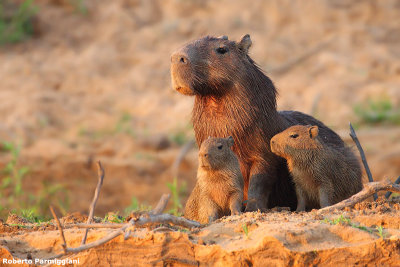 Hydrochoerus hydrochaeris (capybara - capibara)