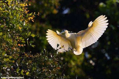 Pilherodius pileateus (capped heron - airone dal cappuccio)