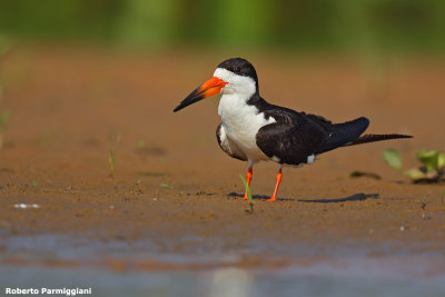Rynchops niger (black skimmer - sterna becco di cesoia)