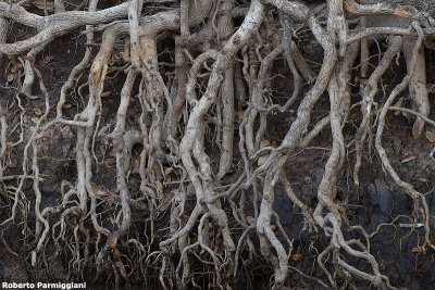 Natural art