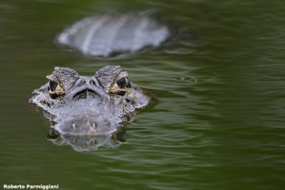 Caiman crocodilus (cayman - caimano)