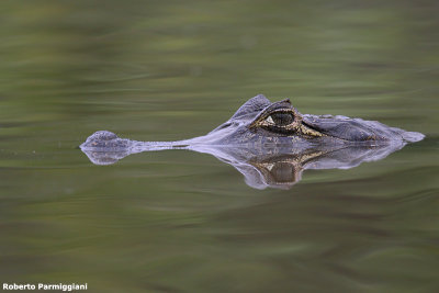 Caiman crocodilus (cayman - caimano)