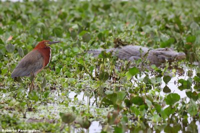 Tigrisoma lineatum (rufescent tiger heron - airone tigre