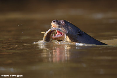Pteronura brasiliensis (gint otter - lontra gigante)