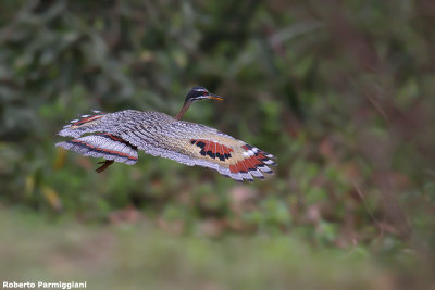 Eurypyga helias (sunbittern - airone del sole)