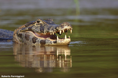 Caiman crocodilus (cayman - caimano)