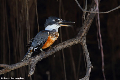 Megaceryle torquata (ringed kingfisher - martin pescatore gigante)