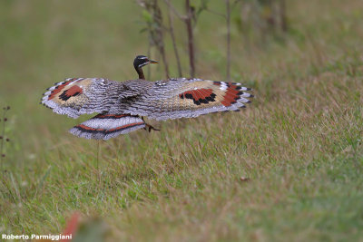 Eurypyga helias (sunbittern - airone del sole)