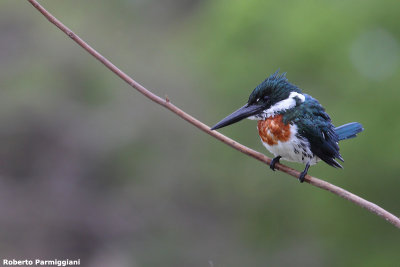 Chloroceryle amazona (amazon kingfisher - martin pescatore dell amazzonia)