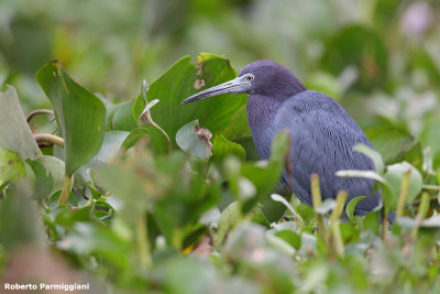 Egretta caerulea (little blue - airone azzurro)