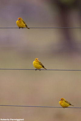 Sicalis flaveola (saffron finch - fringuello zafferano)